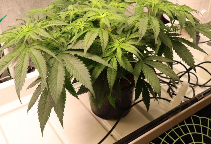 Kees Old School Haze Regular. Week 6