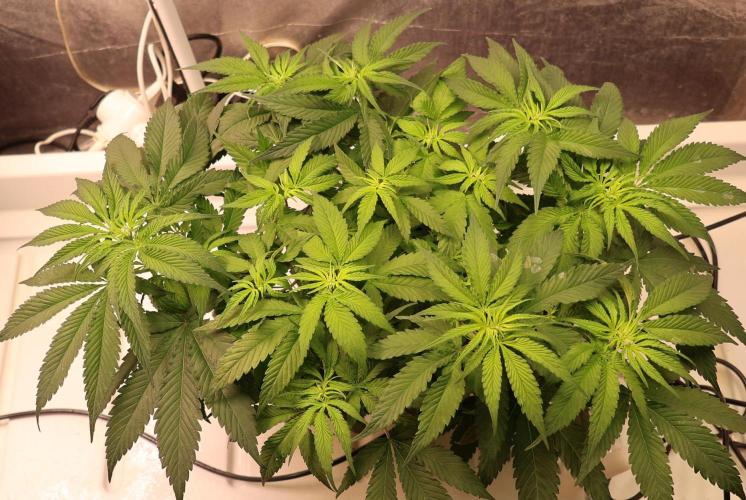 Kees Old School Haze Regular. Week 6