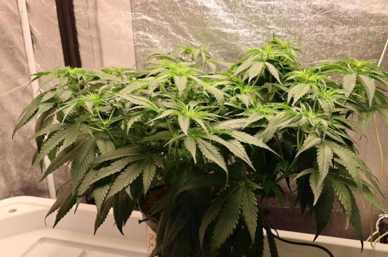 Kees Old School Haze Regular. Week 7