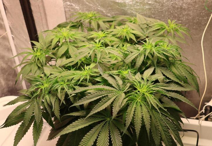 Kees Old School Haze Regular. Week 7