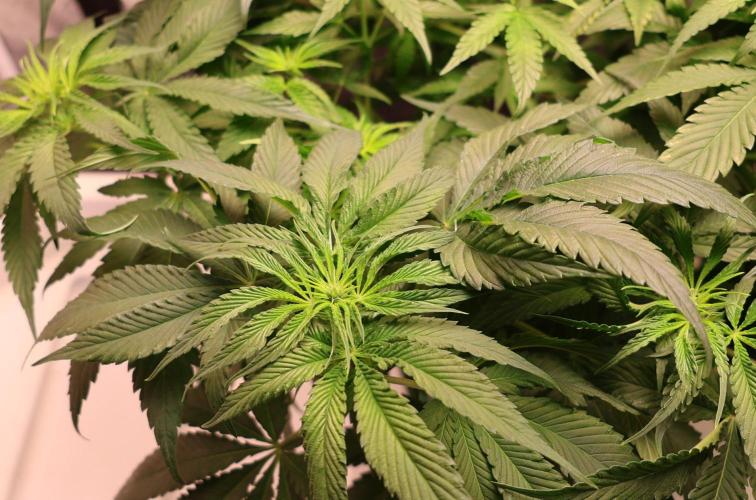 Kees Old School Haze Regular. Week 7