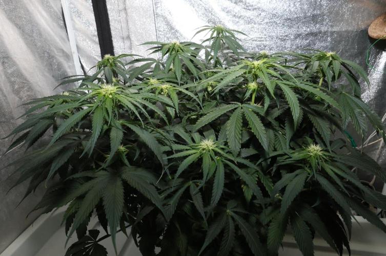 Kees Old School Haze Regular. Week 8
