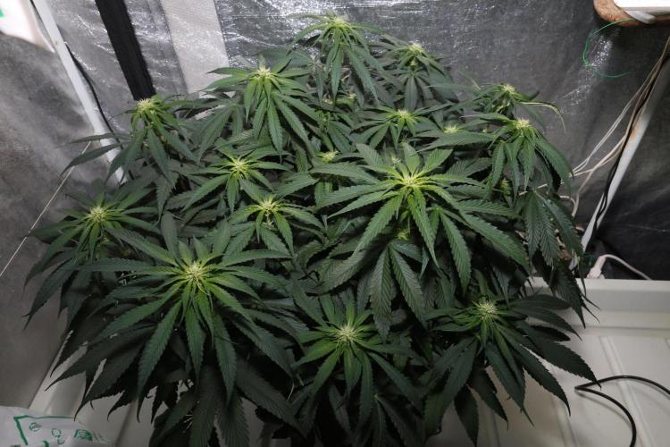 Kees Old School Haze Regular. Week 8