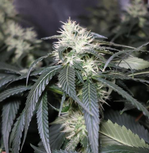 Kees Old School Haze Regular. Week 10