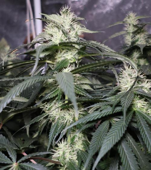 Kees Old School Haze Regular. Week 10