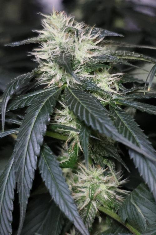 Kees Old School Haze Regular. Week 10