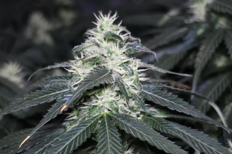Kees Old School Haze Regular. Week 10