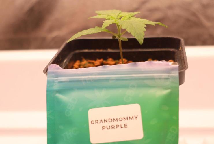 Grandmommy Purple. Week 1