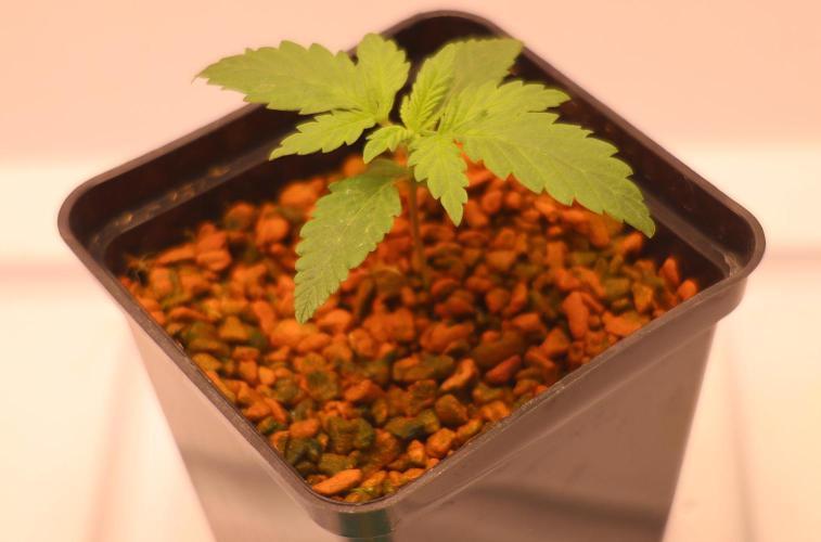 Grandmommy Purple. Week 1