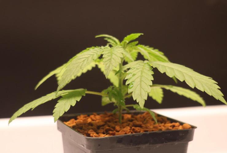 Grandmommy Purple. Week 2