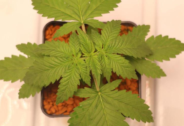 Grandmommy Purple. Week 2