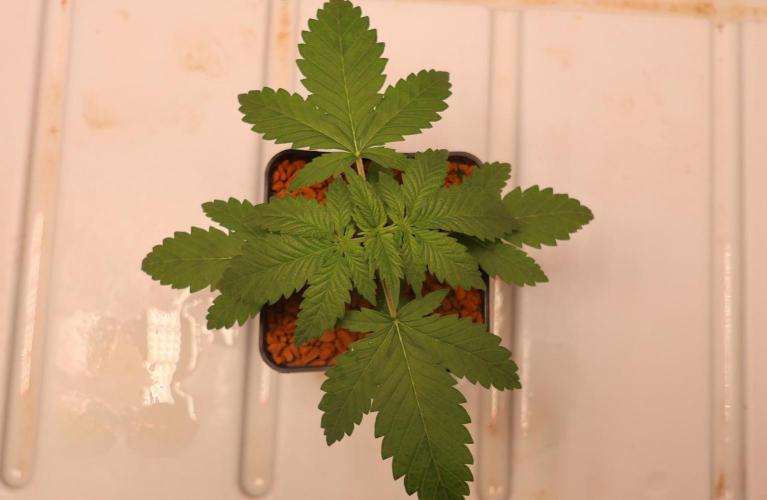 Grandmommy Purple. Week 2
