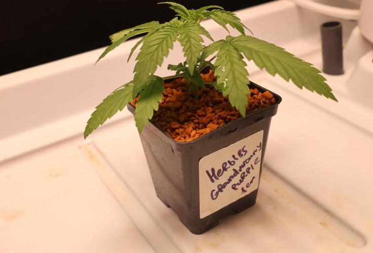 Grandmommy Purple. Week 2