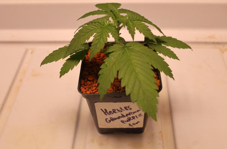 Grandmommy Purple. Week 2