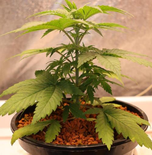 Grandmommy Purple. Week 3
