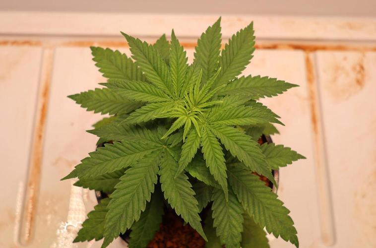 Grandmommy Purple. Week 3