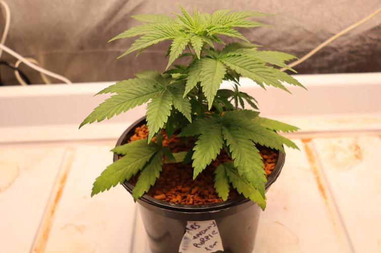 Grandmommy Purple. Week 3