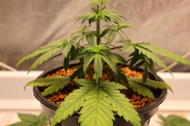 Grandmommy Purple. Week 4