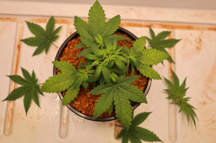 Grandmommy Purple. Week 4
