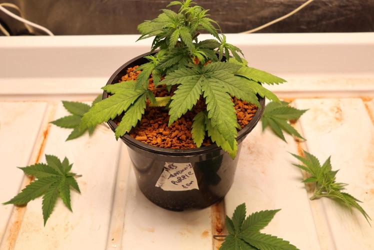Grandmommy Purple. Week 4