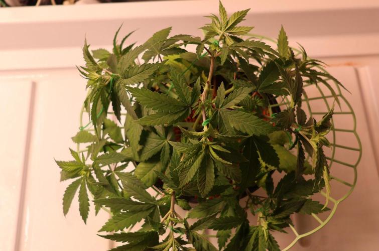 Grandmommy Purple. Week 5