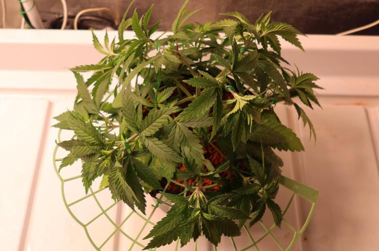 Grandmommy Purple. Week 5
