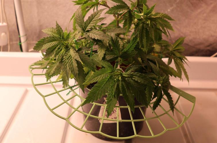 Grandmommy Purple. Week 5