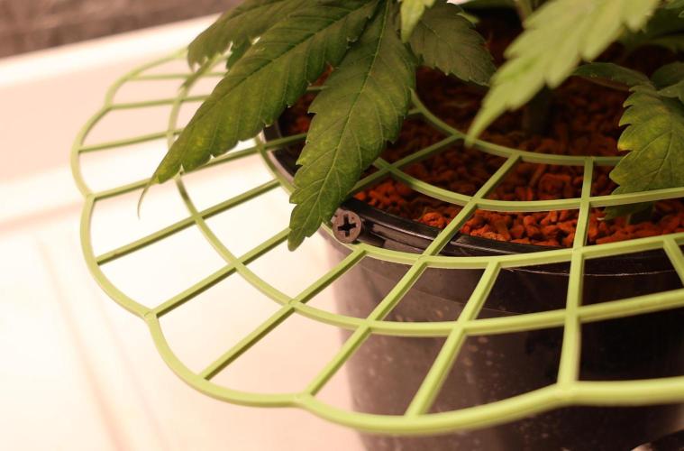 Grandmommy Purple. Week 5