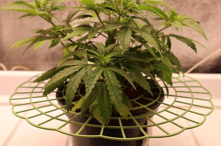Grandmommy Purple. Week 5