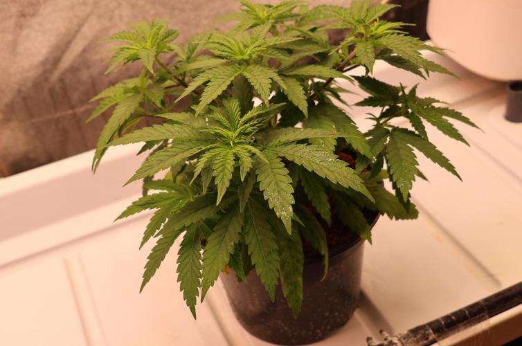 Grandmommy Purple. Week 5