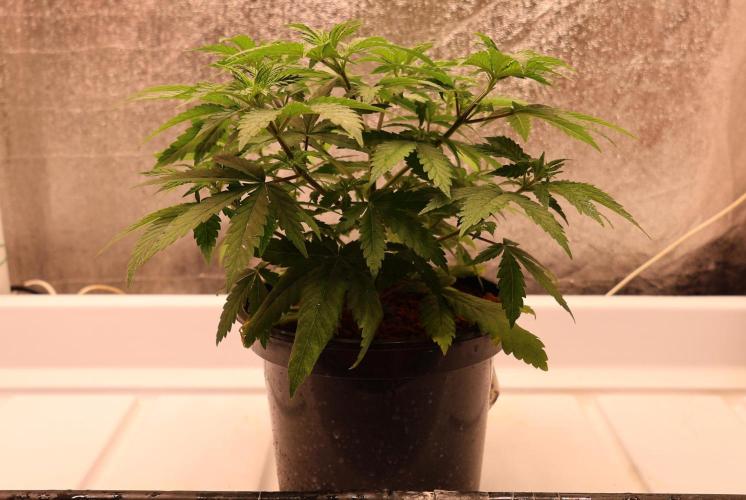 Grandmommy Purple. Week 5