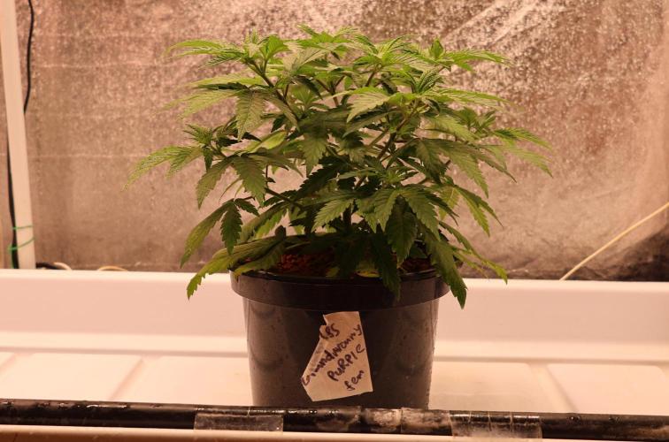 Grandmommy Purple. Week 5