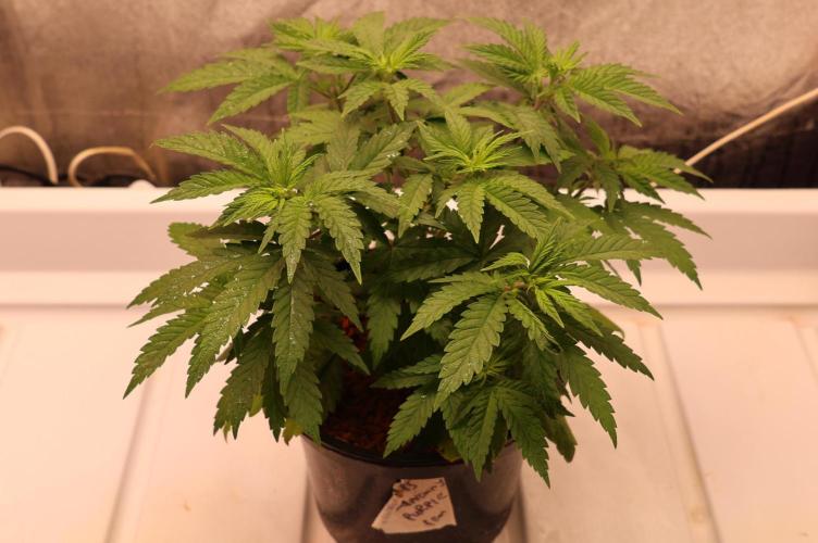 Grandmommy Purple. Week 5