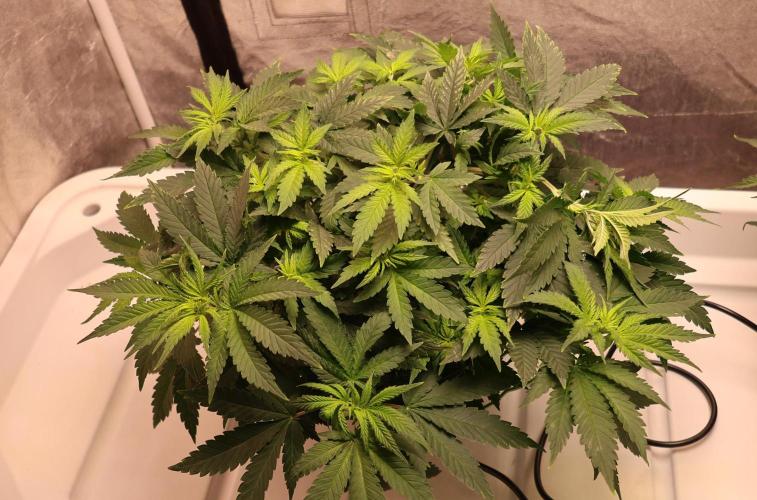 Grandmommy Purple. Week 6