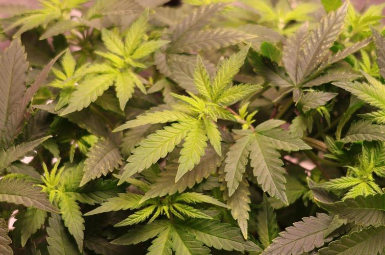 Grandmommy Purple. Week 6