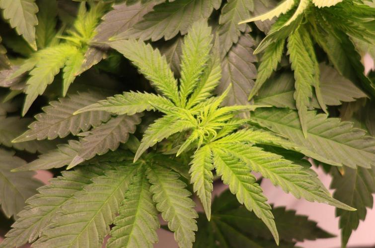 Grandmommy Purple. Week 6
