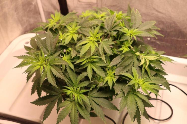 Grandmommy Purple. Week 6