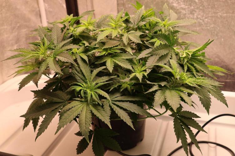 Grandmommy Purple. Week 6