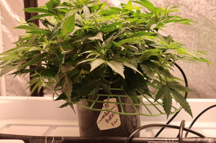 Grandmommy Purple. Week 6