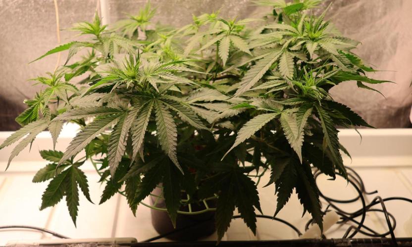Grandmommy Purple. Week 7