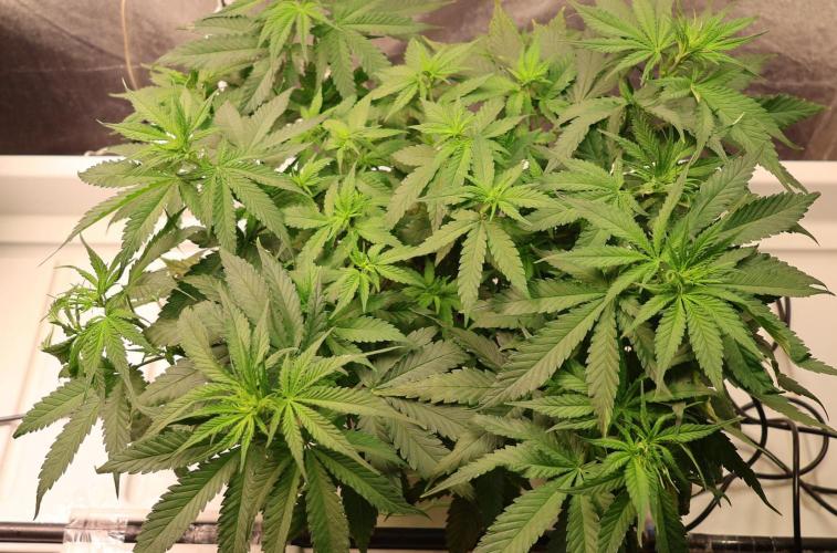 Grandmommy Purple. Week 7