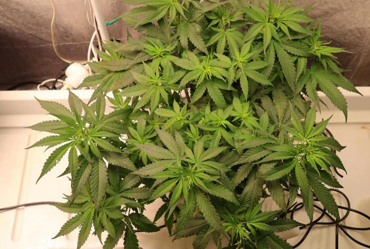 Grandmommy Purple. Week 7