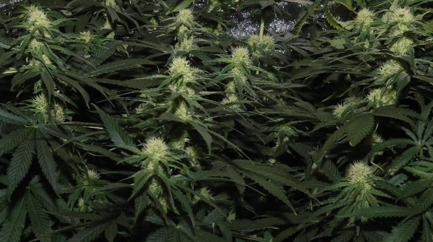 Grandmommy Purple. Week 9