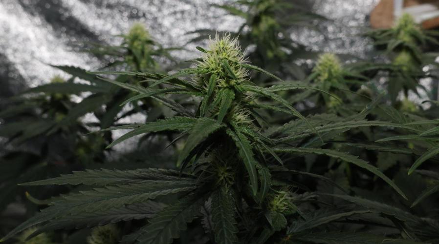 Grandmommy Purple. Week 9