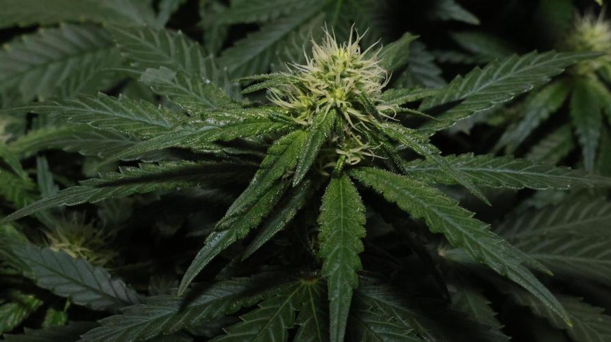 Grandmommy Purple. Week 9
