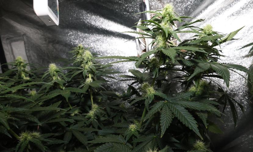 Grandmommy Purple. Week 9