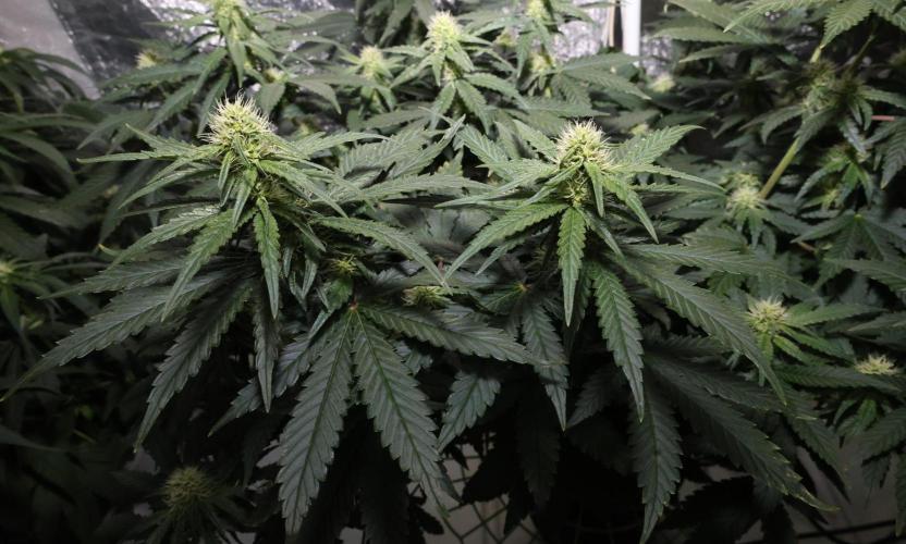 Grandmommy Purple. Week 9