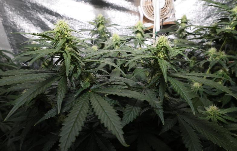 Grandmommy Purple. Week 9