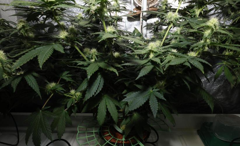 Grandmommy Purple. Week 9