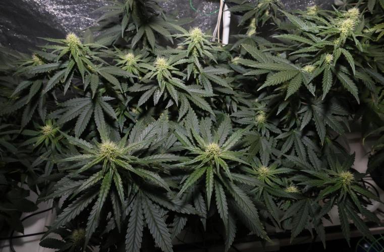 Grandmommy Purple. Week 9